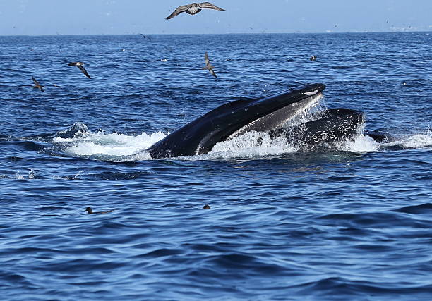 istock Humpback Whales lunge feeding 489925418