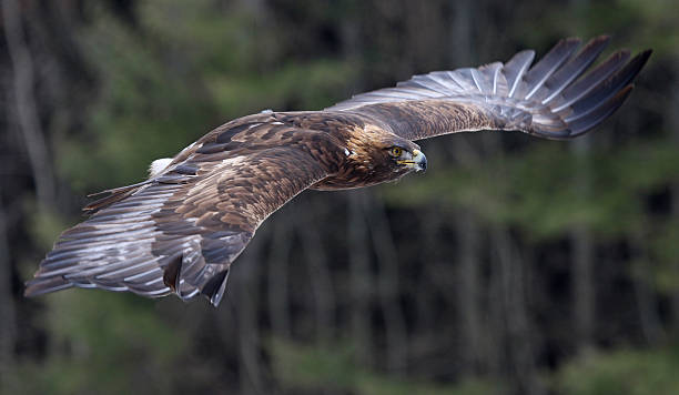 Golden Eagle in Flight stock photo