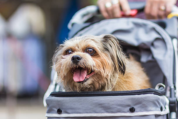 istock The dog in a Cart. 489926020