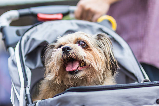 istock The dog in a Cart. 489926270