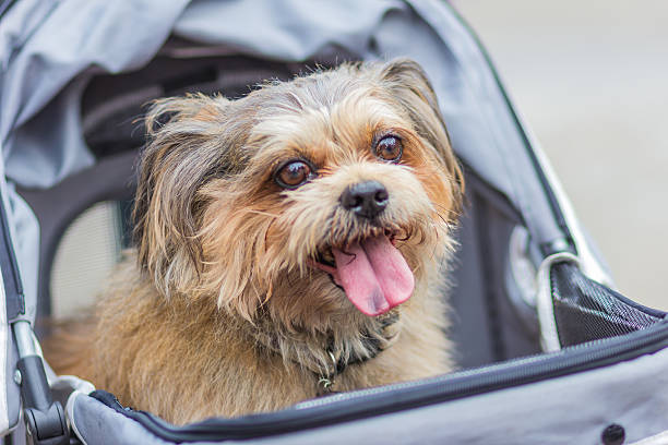 istock The dog in a Cart. 489926408