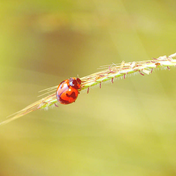 istock vintage photo of ladybug on grass 489926612