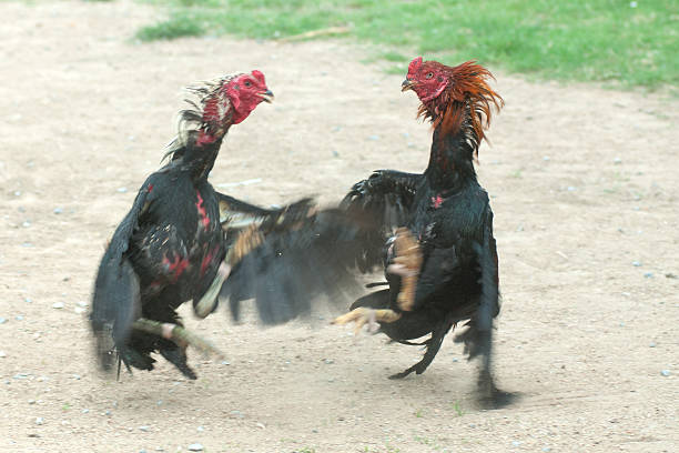 Lịch sử của gà tre đá