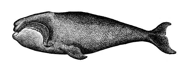Bowhead whale Bowhead whale bowhead whale vintage stock illustrations