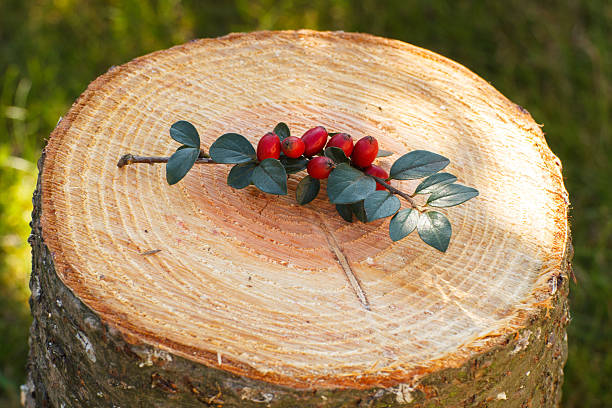 istock Cotoneaster with leaves on wooden stump in garden 489927596