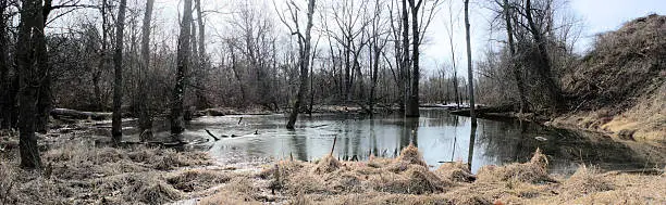 Photo of Winter Wetlands Panorama