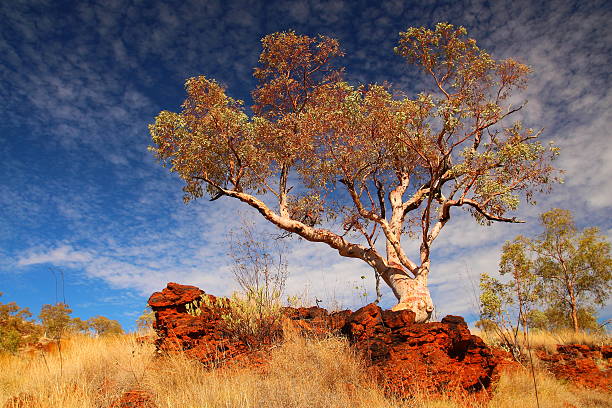 Gumtree Tree Background 1,400+ Gumtree Landscape Stock Photos, Pictures & Royalty-Free Images ...
