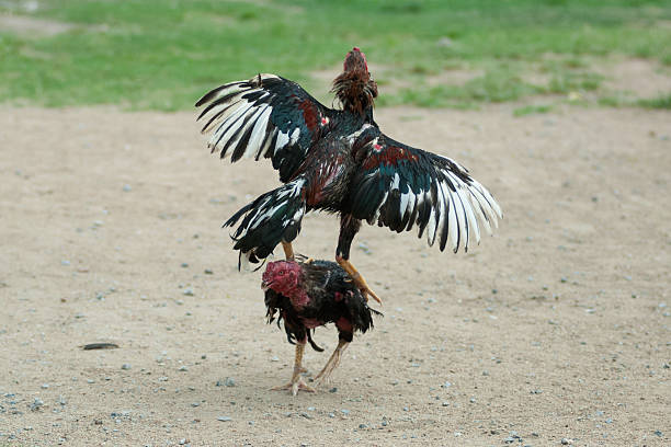 Những yếu tố góp phần tạo nên một chú gà tre đá hay