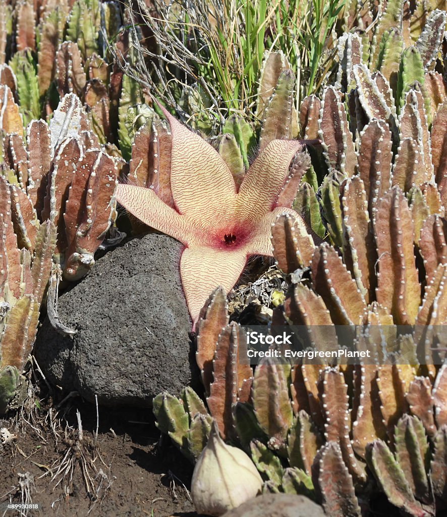 Foto de Estreladocacto Stapelia Grandiflora e mais fotos de stock de 2015 -  2015, Beleza natural - Natureza, Botânica - Assunto - iStock