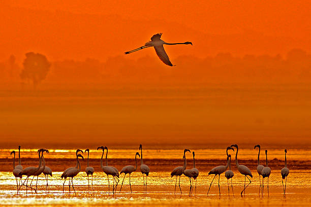 Greater flamingoes stock photo