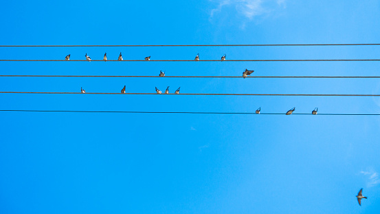 Birds singing and forming music tune on power lines in Sithonia, Greece