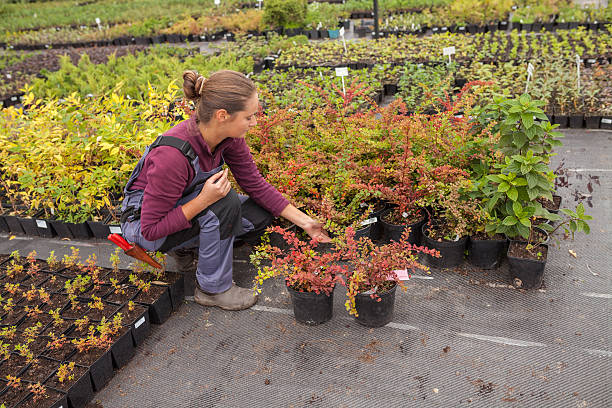 mulher gardener transplants e rearranges plantas em vasos, - gardening women vegetable formal garden - fotografias e filmes do acervo