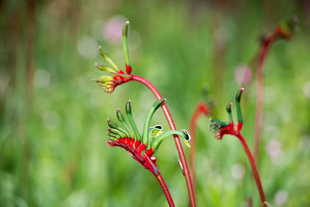 Kangaroo Pow flower West Australia symbol