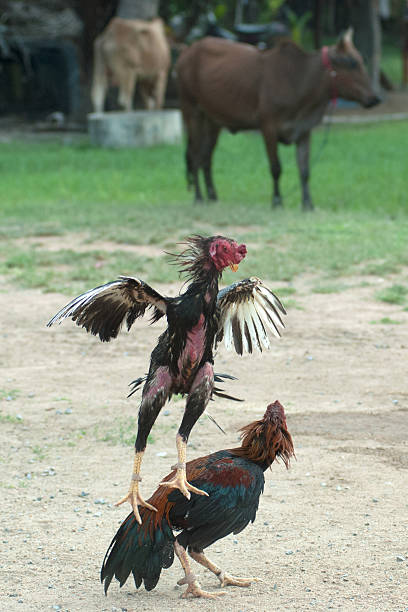 istock Cockfight in Thailand,Popular sport and tradition. 489932982