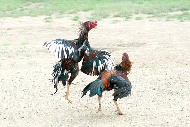 Đặc Điểm Chung Của Gà Đá