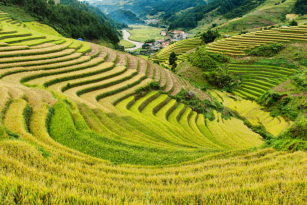 istock Rice fields on terraced of Mu Cang Chai, YenBai, Vietnam 489933438