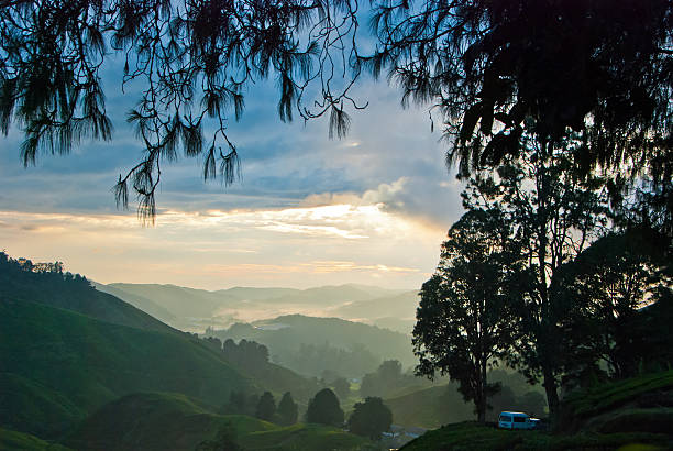 névoa da manhã na plantação de chá, cameron highland, malásia - lane sunlight sunbeam plant - fotografias e filmes do acervo