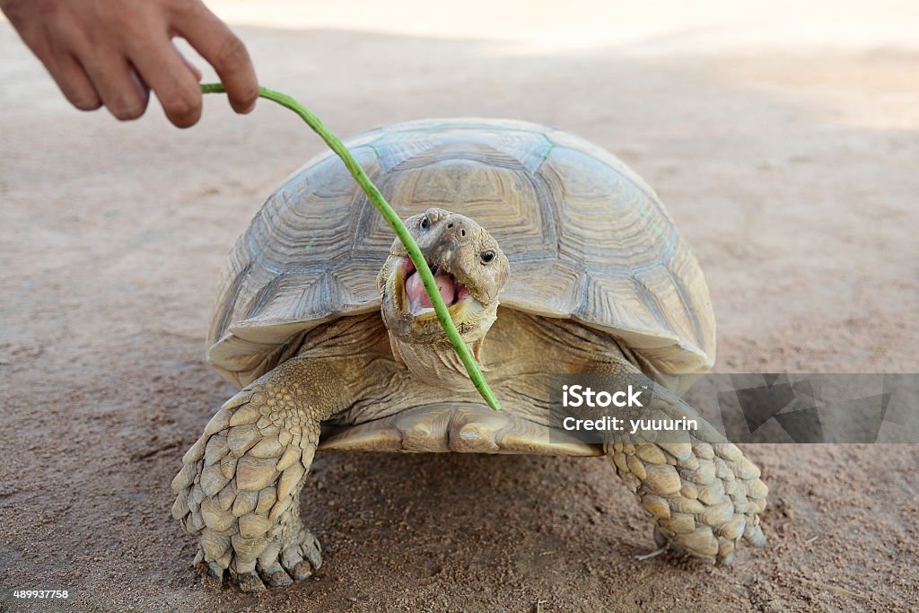 Turtle eating Yard Long bean Cute Stock Photo