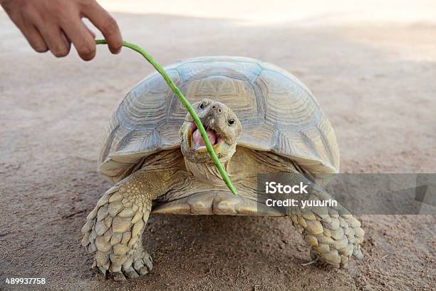 Turtle Eating Yard Long Bean Stock Photo - Download Image Now - Cute, Turtle, 2015