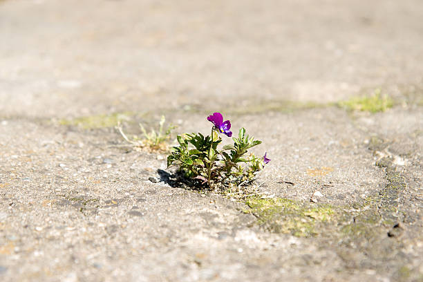 istock lone flower Viola on the street 489947760