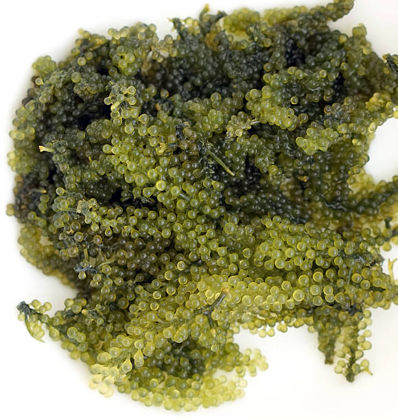 japanese Sea grape seaweed, uni budou.