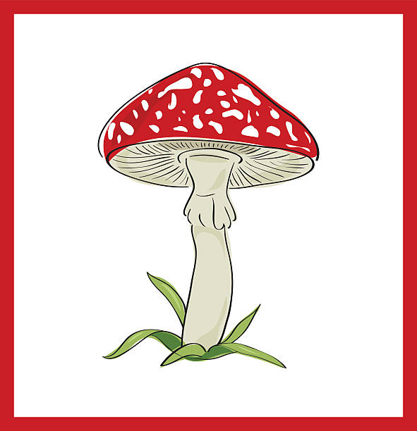 플라이에는 agaric (사형수 cup), 벡터, 일러스트 - 독우산광대버섯 stock illustrations