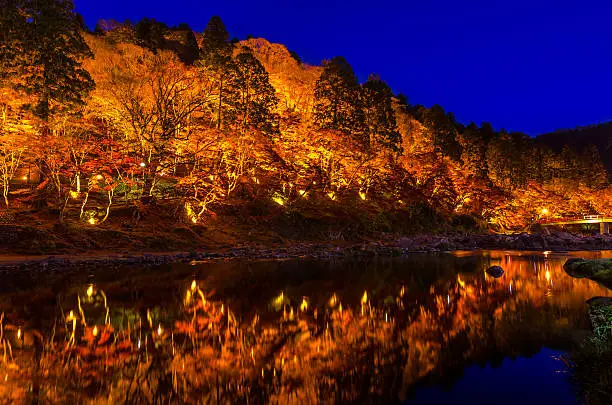 Light-up of Colorful Autumn Leaf Season in Japan