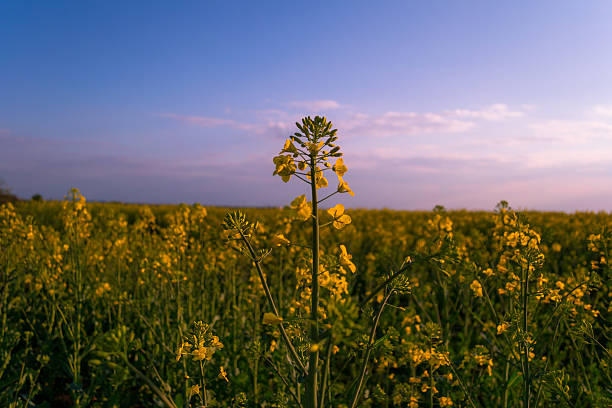 istock Yellow rape flowers in the field 489956536