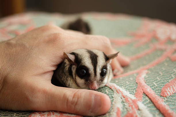 istock Close up of Sugar Glider. 489956586