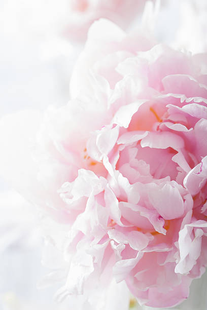istock beautiful pink peony flower background 489957152