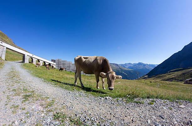 牛に weissfluhjoch グ�ラウビュンデンスイスのダヴォスの夏 - weissfluhjoch ストックフォトと画像