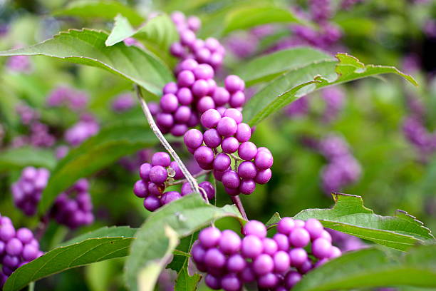 Closeup of beautyberry (Callicarpa dichotoma) fruit. 
Closeup of beautyberry (Callicarpa dichotoma) fruit.  image created 21st century multi colored arrangement outdoors stock pictures, royalty-free photos & images