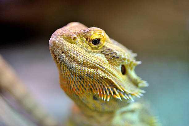 istock Bearded Dragon - Pogona Vitticeps 489958972