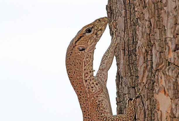 istock Land Monitor 489959044