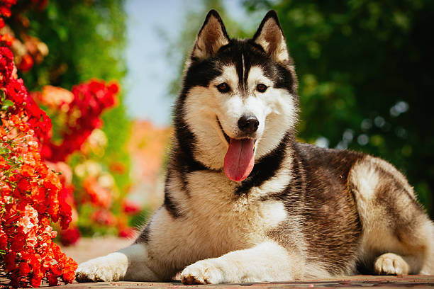 istock Portrait of a Siberian Husky. 489959072