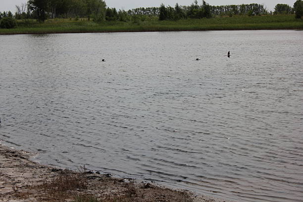 istock Lake in field near forest 18305 489959108