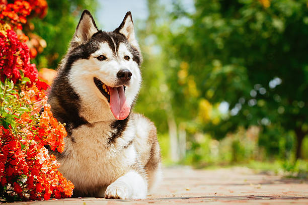 istock Portrait of a Siberian Husky. 489959136