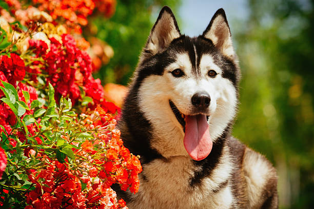 istock Portrait of a Siberian Husky. 489959178