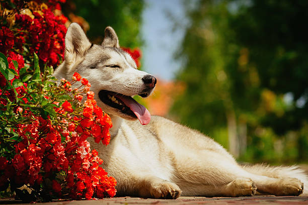 istock Portrait of a Siberian Husky. 489959264