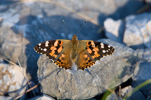 Red admiral is heated on a stone
