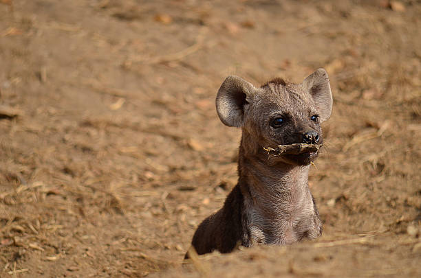 istock hyena pup playing with a stick 489959674