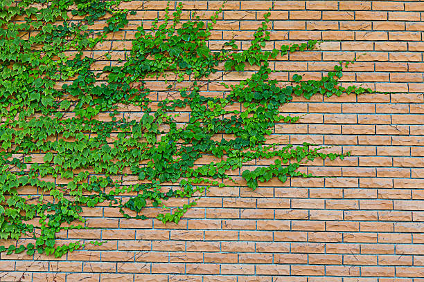 usine nain rampant - climbing ivy photos et images de collection