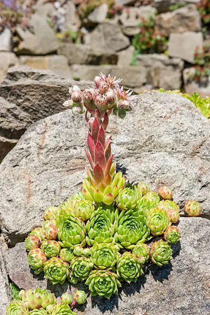The perennials have a mat-forming habit and reach heights of 2 to 4 cm. Sempervivum minutum is evergreen. The bluish green, simple leaves are in rosettes. They are lanceolate, ciliate and sessile.