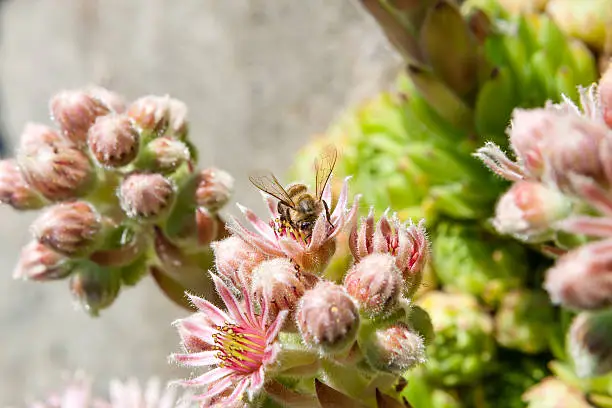 The perennials have a mat-forming habit and reach heights of 2 to 4 cm. Sempervivum minutum is evergreen. The bluish green, simple leaves are in rosettes. They are lanceolate, ciliate and sessile.
