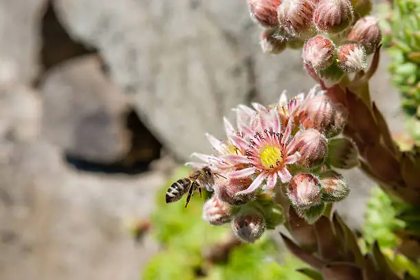 Photo of Flowering houseleek with buds and bee (Sempervivum minutum)
