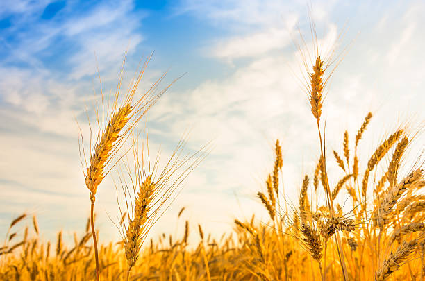 istock Ripe wheat on a sunny summer day 489961006