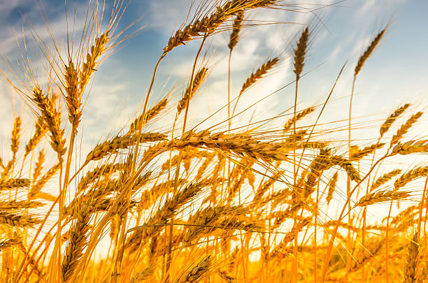 istock Ripe wheat on a sunny summer day 489961064