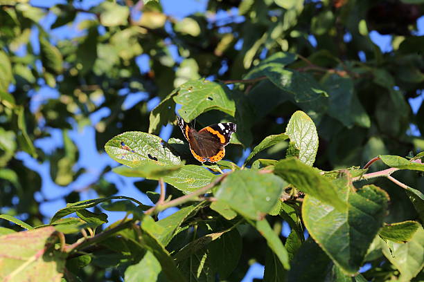 istock Vanessa atalanta - Red Admiral Butterfly 489961242