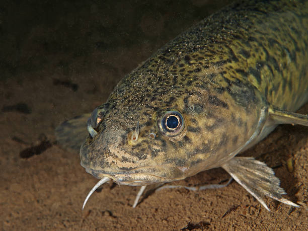 Burbot/Eelpout, Quappe/Rutte (Lota lota) Freshwater underwater close up photography from a burbot. lota stock pictures, royalty-free photos & images