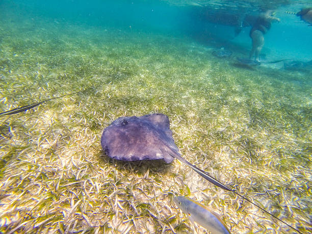 istock Photo taken in Belize 489969235